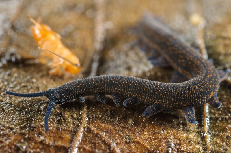 How Velvet Worms Hunt Using Slime Jets