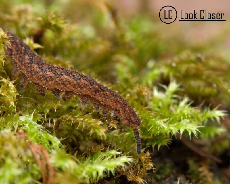 How Velvet Worms Respond To Habitat Fragmentation