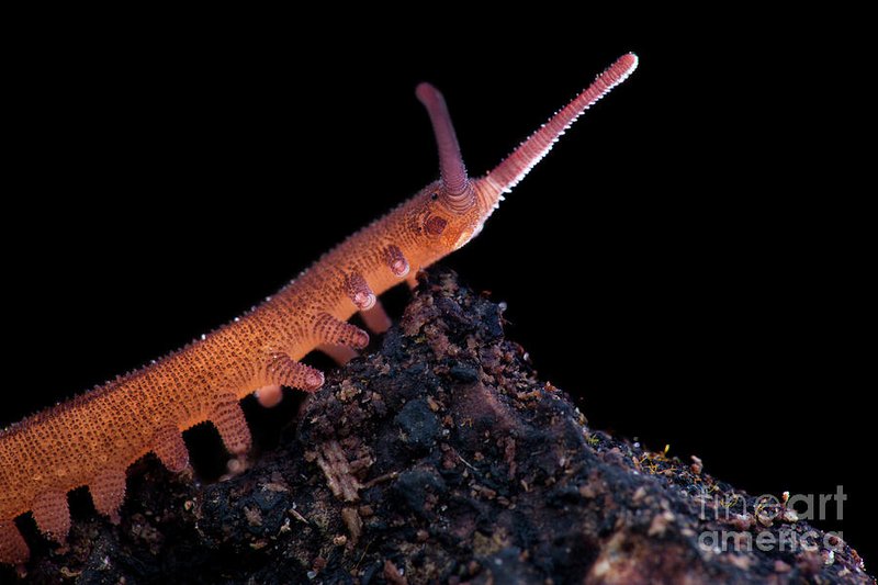 How Velvet Worms Respond To Habitat Fragmentation