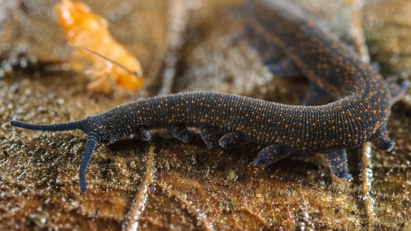 How Velvet Worms Use Their Slime For Defense