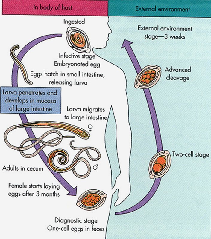 How Whipworm Interacts With Other Microfauna In Its Ecosystem