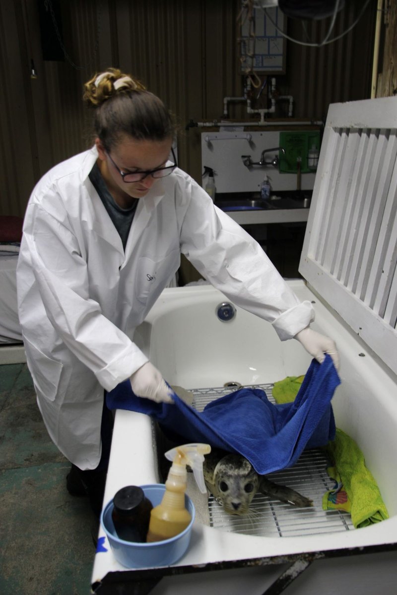 How Wildlife Rehabilitators Deal With Wolf Worms