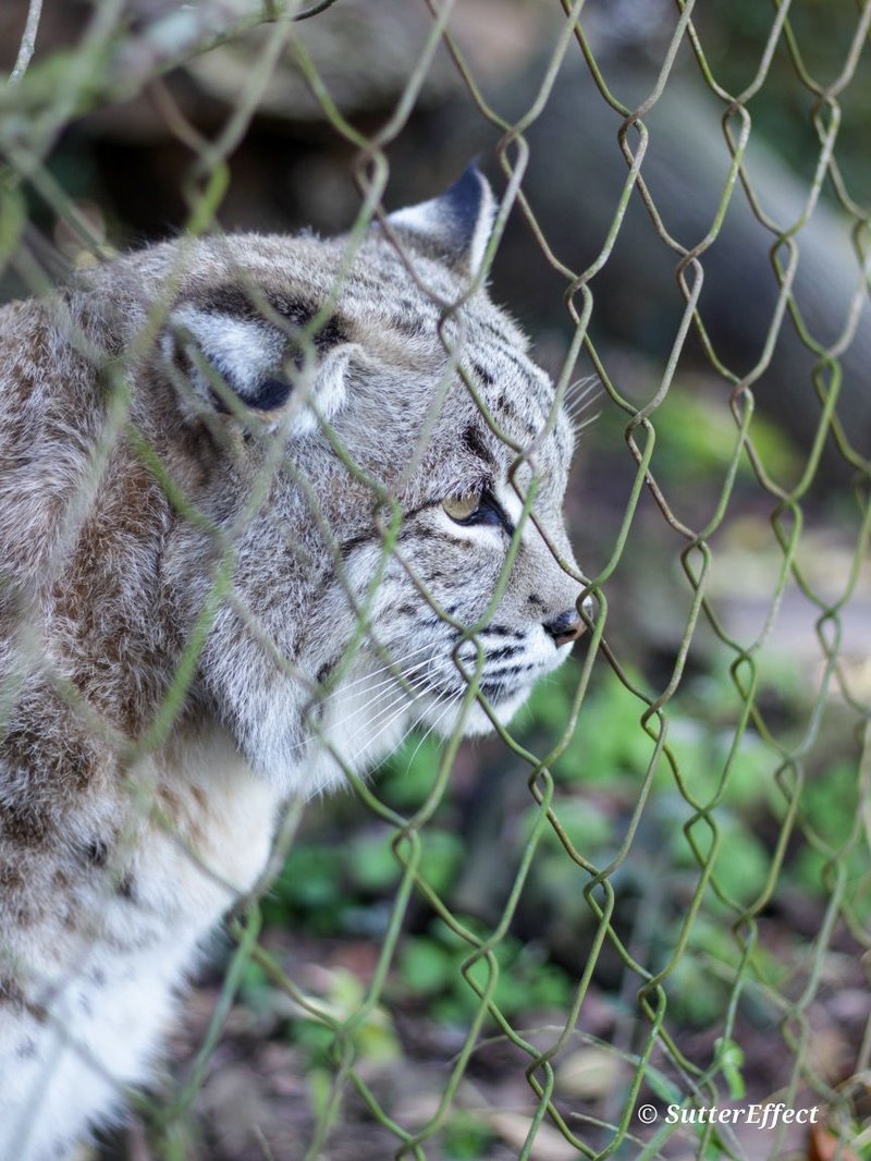 How Wildlife Rehabilitators Deal With Wolf Worms