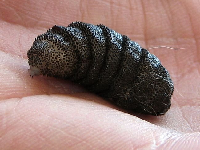 How Wolf Worm Larvae Transition To Adult Botflies