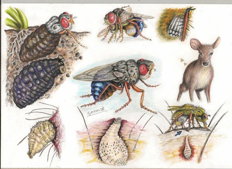 How Wolf Worm Larvae Transition To Adult Botflies
