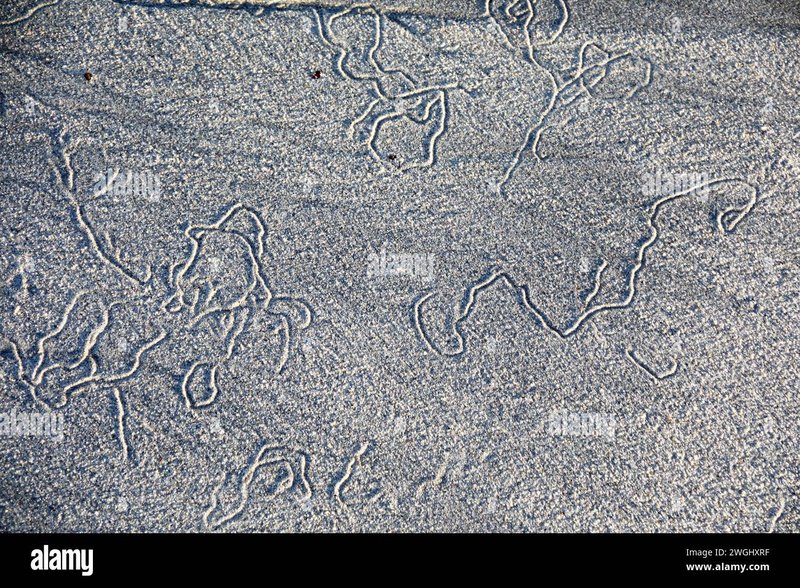 Identifying Bootlace Worm Trails In Wet Sand