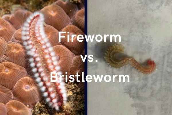 Identifying Fireworms Versus Harmless Bristle Worms