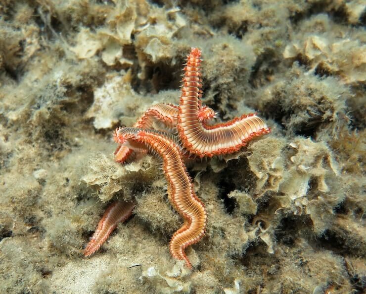 Identifying Fireworms Versus Harmless Bristle Worms