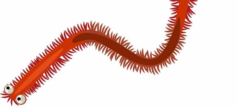 Identifying Fireworms Versus Harmless Bristle Worms
