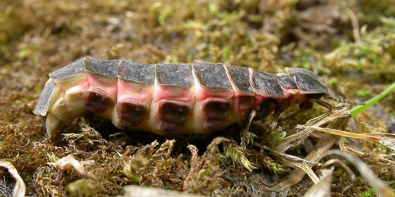 Identifying Glow Worm Species In Your Region