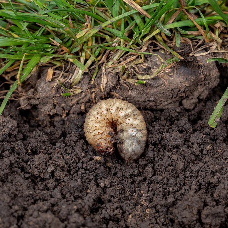 Identifying Grub Worms Without Digging