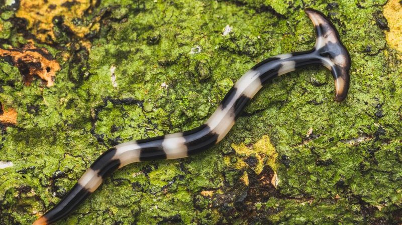 Identifying Hammerhead Worms In Garden Soil