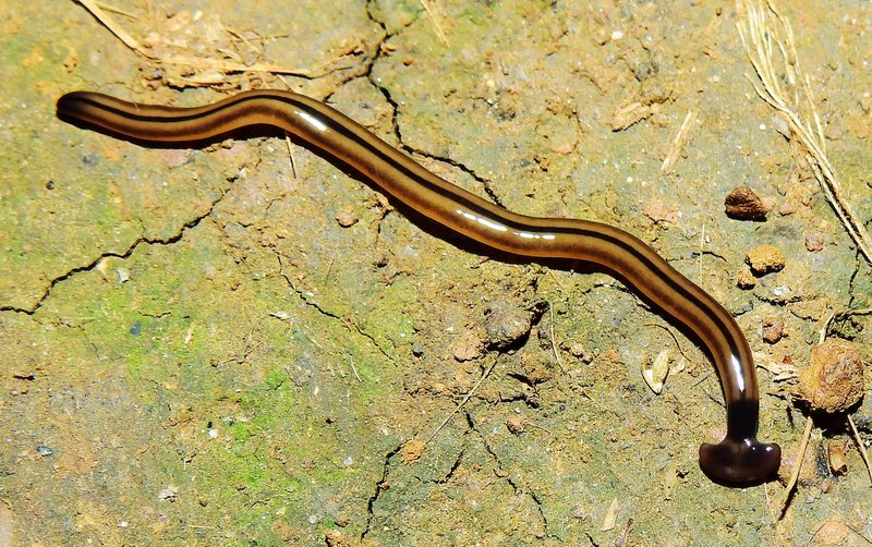 Identifying Hammerhead Worms In Garden Soil