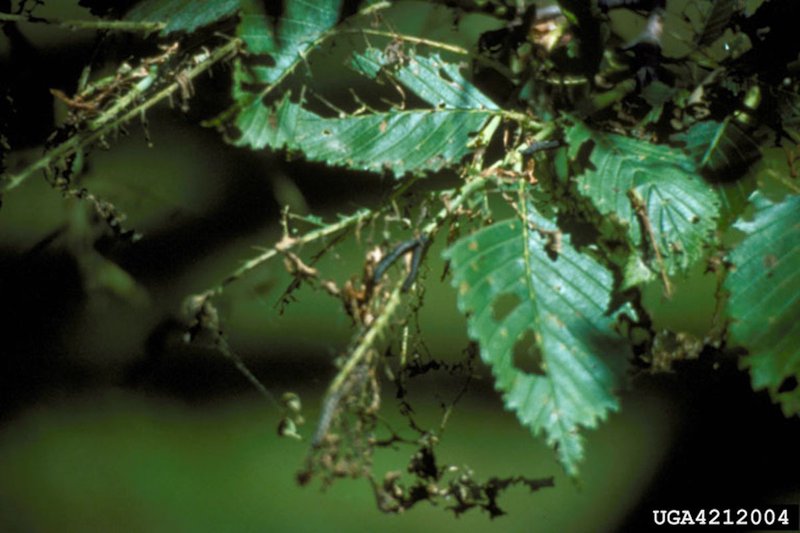 Identifying Inchworm Droppings On Leaves