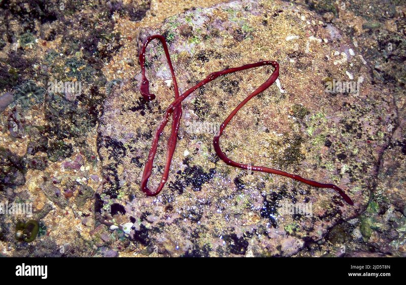 Identifying Ribbon Worms In Coastal Rock Pools