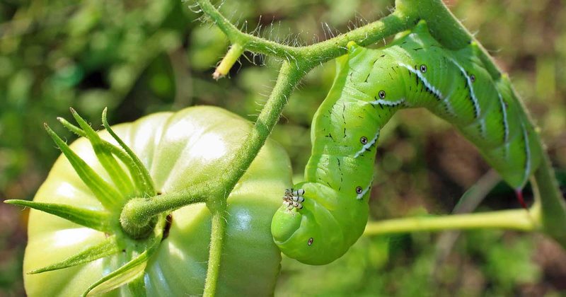 Identifying Tomato Hornworms In Vegetable Gardens