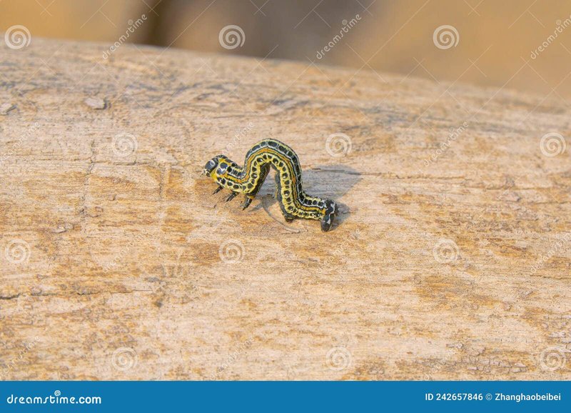 Inchworm Activity Across Different Elevations
