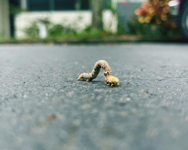 Inchworm Activity Across Different Elevations