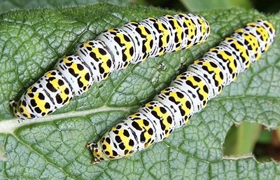Inchworm Life Cycle: From Caterpillar To Moth