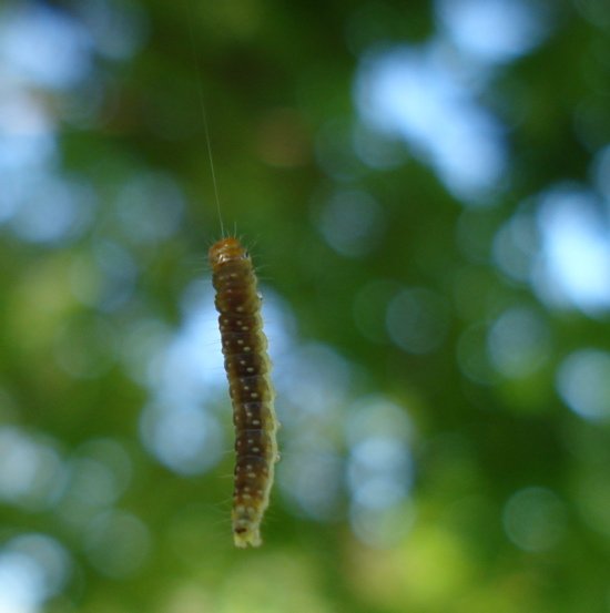 Inchworm Silk Trails: Purpose And Direction