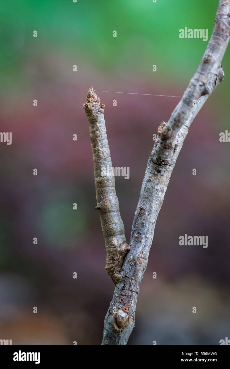 Inchworm Silk Trails: Purpose And Direction