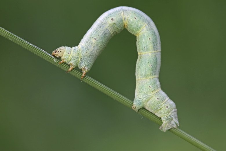 Inchworms And Native Moth Species: Lifecycle Connection