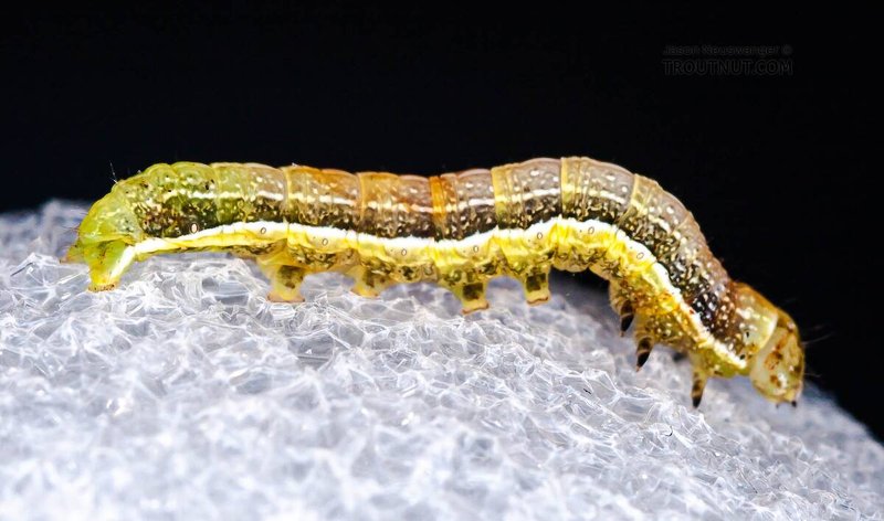 Inchworms And Native Moth Species: Lifecycle Connection