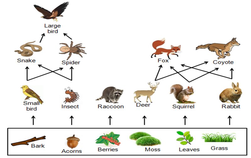 Inchworms In Forest Ecology: Role In The Food Web