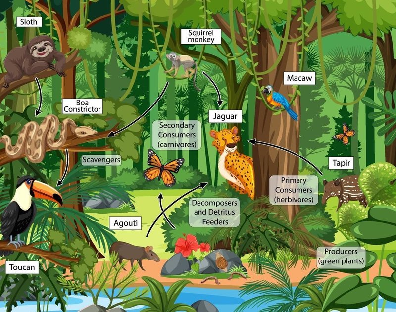 Inchworms In Forest Ecology: Role In The Food Web