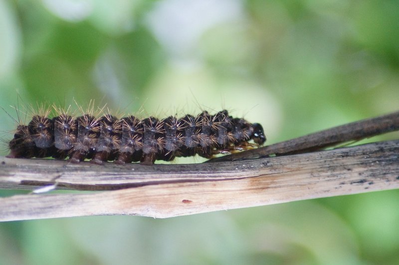 Inchworms In Wildlife Photography: Tips For Capturing Motion