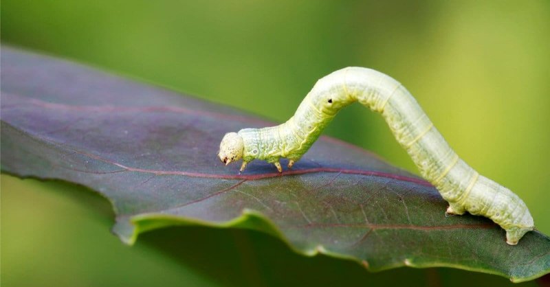 Inchworms Vs. Loopers: What'S The Difference?