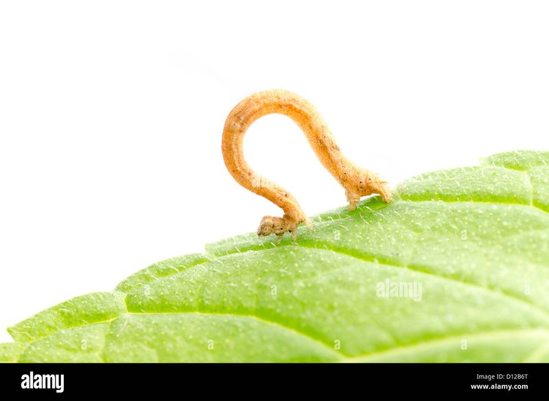 Inchworms Vs. Loopers: What'S The Difference?
