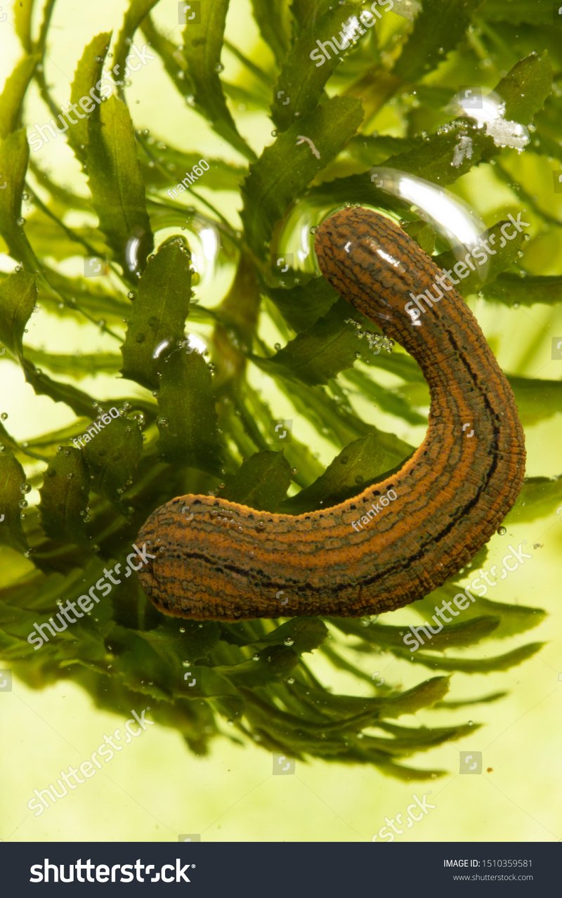 Leech And Its Role In Soil Or Aquatic Ecosystems