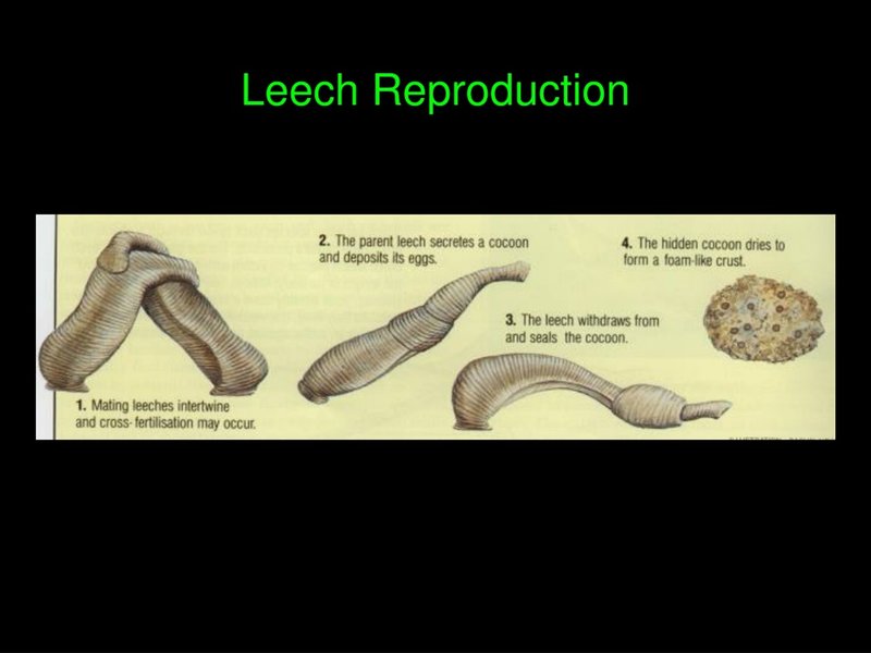 Leech Reproduction: Mating, Eggs, And Larvae Facts