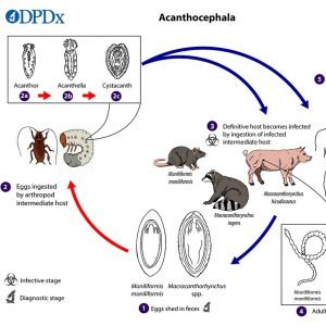 Life Cycle Of The Acanthocephala: Stages And Behavior