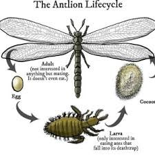 Life Cycle Of The Ant Lion Larvae: Stages And Behavior