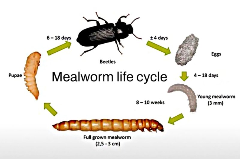 Life Cycle Of The Bone-Eating Worm: Stages And Behavior