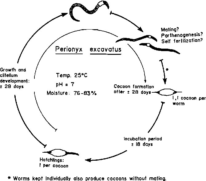 Life Cycle Of The Eisenia Hortensis: Stages And Behavior