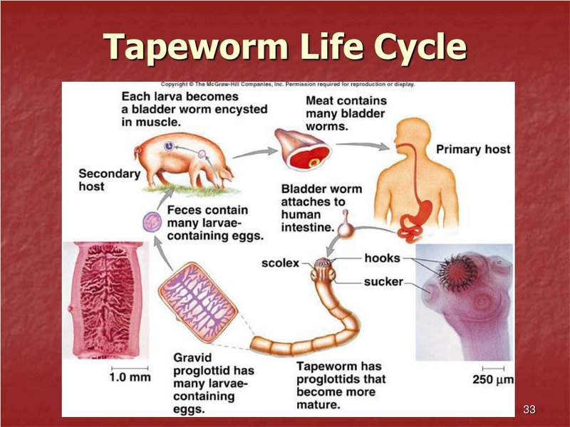 Life Cycle Of The Flatworm: Stages And Behavior