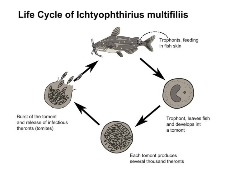 Life Cycle Of The Freshwater Oligochaete: Stages And Behavior