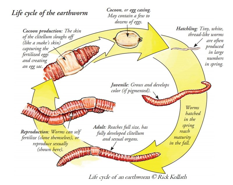 Life Cycle Of The Giant Gippsland Earthworm: Stages And Behavior