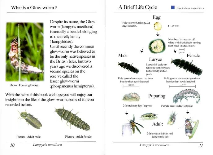 Life Cycle Of The Glowworm (Insect): Stages And Behavior