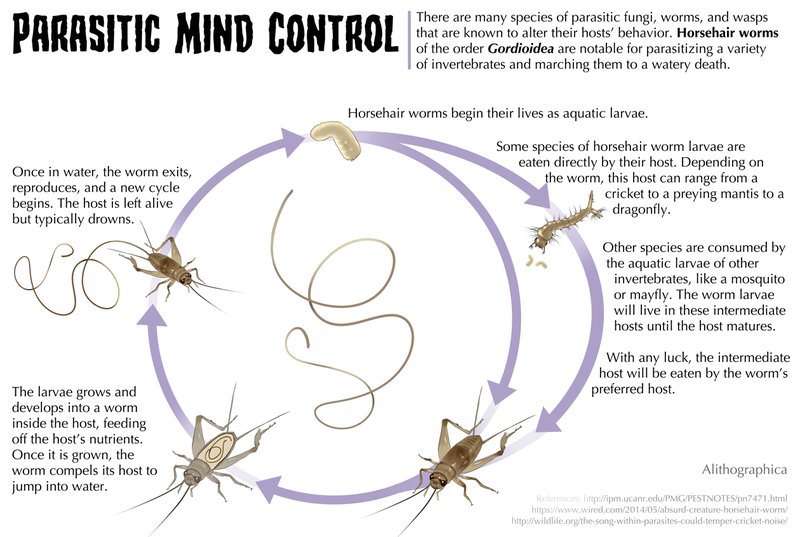 Life Cycle Of The Hairworm: Stages And Behavior