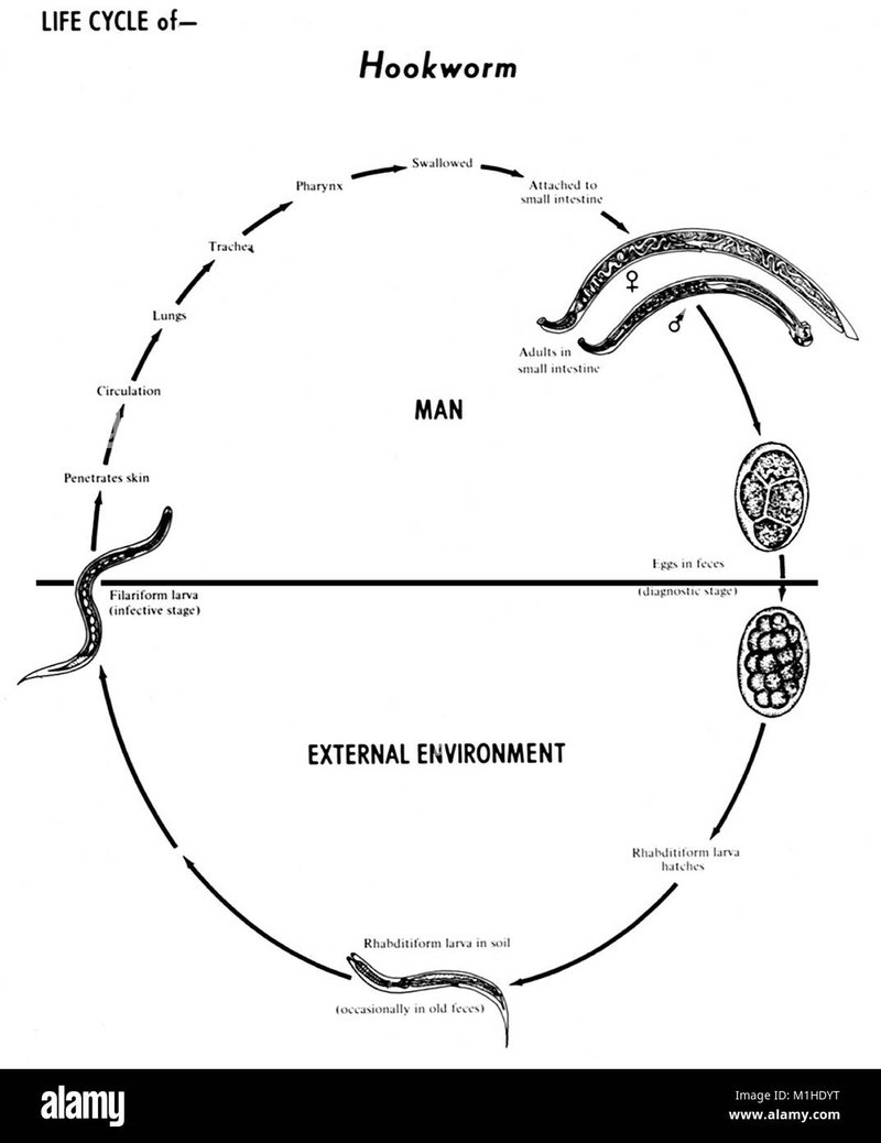 Life Cycle Of The Hookworm: Stages And Behavior