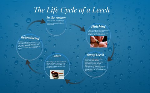 Life Cycle Of The Leech: Stages And Behavior