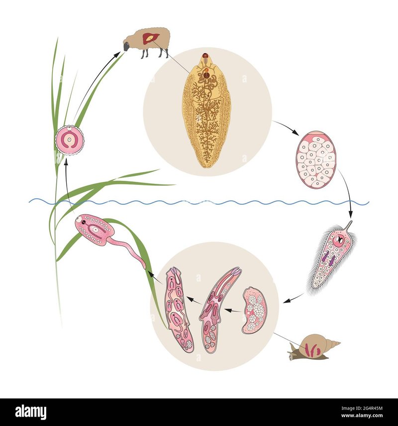 Life Cycle Of The Liver Fluke: Stages And Behavior