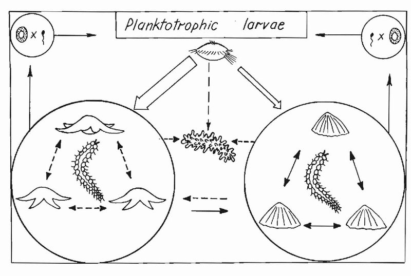 Life Cycle Of The Marine Polychaete: Stages And Behavior
