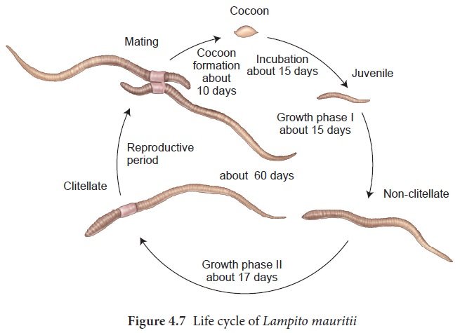 Life Cycle Of The Mudworm: Stages And Behavior