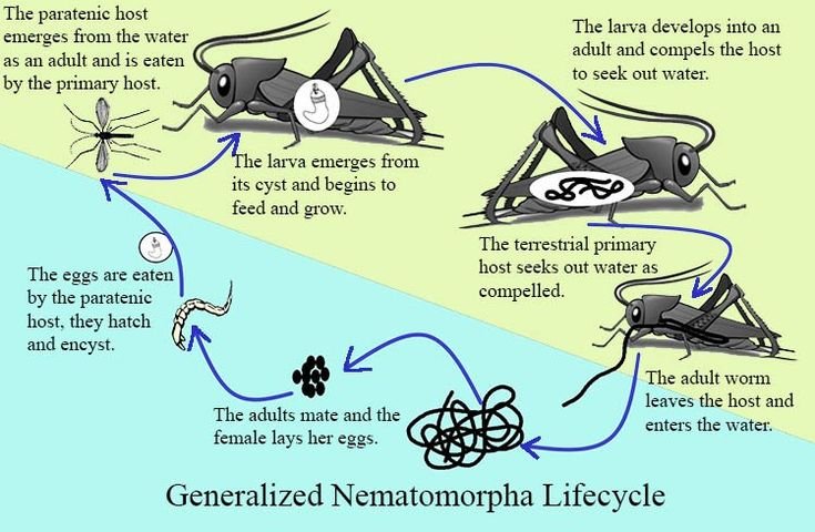 Life Cycle Of The Nematomorph: Stages And Behavior