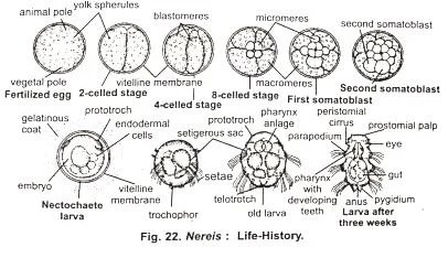 Life Cycle Of The Nereis Virens: Stages And Behavior
